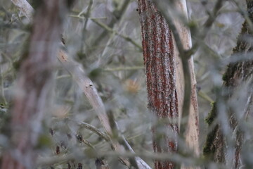 Naklejka premium Reddish tree bark texture close up in dense forest thicket with blurred foreground branches natural woodland background