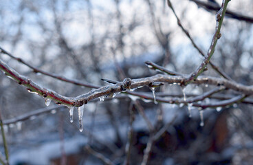 Obraz premium A tree branch froze after the thaw.