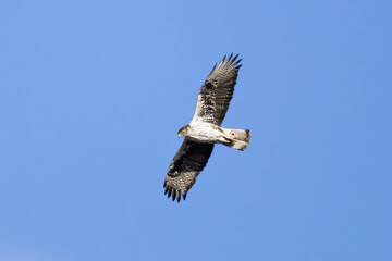 Fototapeta premium Bonelli’s Eagle (Aquila fasciata) Flying in the Sky. Cyprus