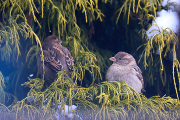 Two House Sparrows Passer domesticus resting hidden in green thuja branches during winter cold day...