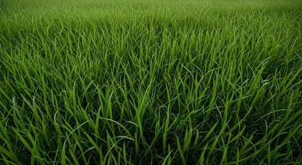 Obraz premium Lush green grass field background with vibrant foliage and natural texture