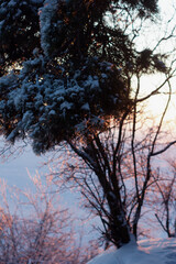 sunset in the forest