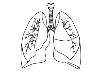 Line drawing of human lungs showing detailed branching of bronchi and bronchioles. The symmetrical structure is outlined in black on a white background. © shamim