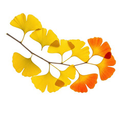 Obraz premium Vibrant ginkgo leaves in autumnal splendor isolated on transparent background