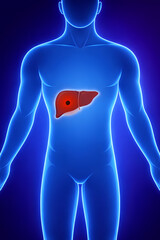 medical illustration showing the human liver in the upper abdomen with conceptual highlight related to liver cancer and hepatocellular carcinoma diagnosis