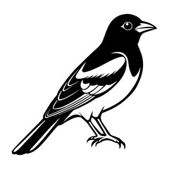 Obraz premium Oriole Bird