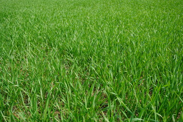 Lush Green Grass Field Close Up © DEBU