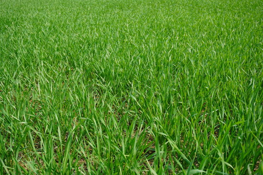 Lush Green Grass Field Close Up