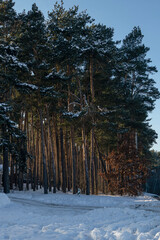 winter forest with snow