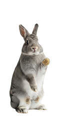 Obraz premium A fluffy gray rabbit stands upright, one paw raised in a friendly wave, making soft eye contact on a transparent studio background with copy space. Concept of welcome and friendliness