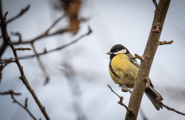 Fototapeta premium Parus major
