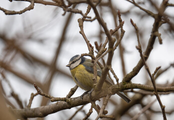 Fototapeta premium Cyanistes caeruleus