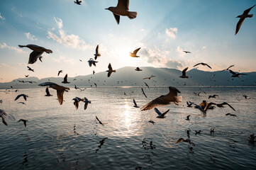 At dusk, flocks of seagulls dance across the lake surface, the scenery of Dianchi Lake in Kunming, Yunnan, China.