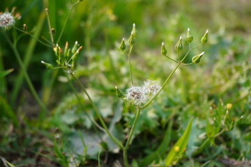 Wild Plant with White Fluffy Seed Heads