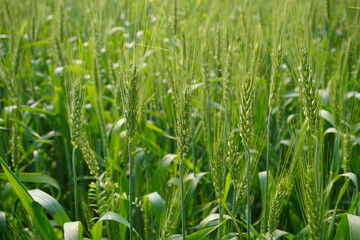 Fototapeta premium Close Up of Green Wheat Stalks in Early Growth Stage