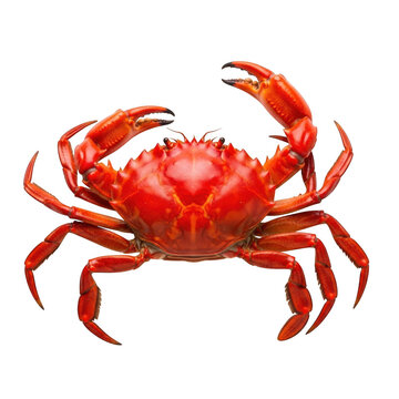Vibrant red crab with outstretched legs on white background isolated on transparent background