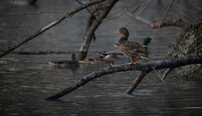 Mallard duck drying off