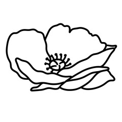 flower vector illustration
