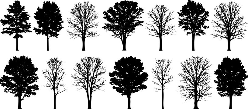 various deciduous trees silhouettes on the white background