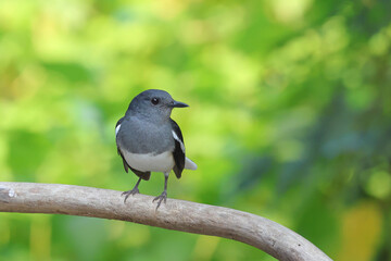 The Oriental Magpie Robin forages for food in the afternoon.