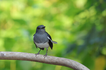 The Oriental Magpie Robin forages for food in the afternoon.