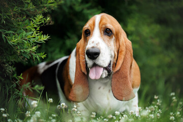 cute basset hound dog lying outdoors in the park