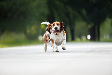 basset hound dog running in the park off leash