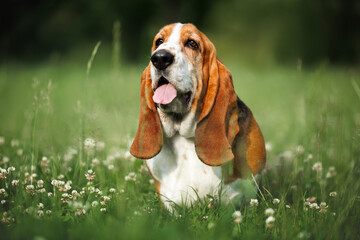 basset hound dog posing on a meadow in summer