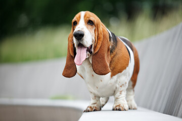 happy basset hound dog standing on a bench in the park