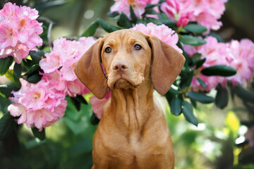 vizsla puppy portrait in a blooming pink rhododendron bush