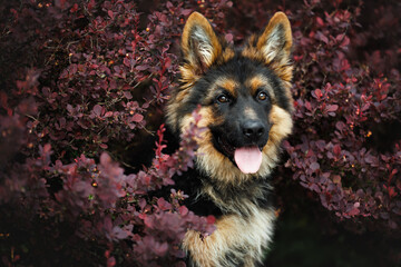 cute long haired german shepherd puppy portrait in a dark red bush