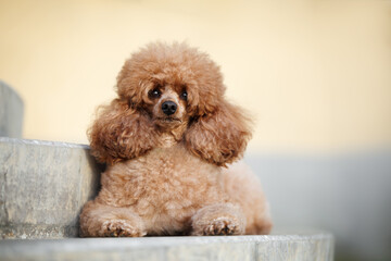 miniature poodle dog lying on the steps