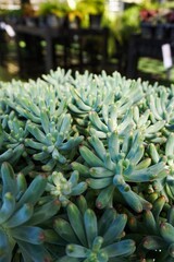 Obraz premium Top view of pale green succulent rosettes pattern