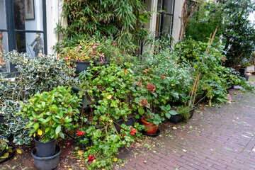 Lush Greenery Outside Building. Flower plant in pot on porch house. Garden street bush decor