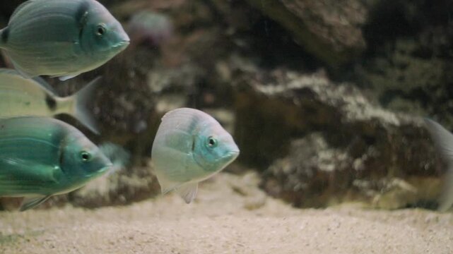 School of saddled bream swimming underwater