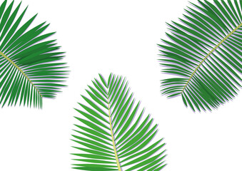 coconut leaves design creative on white background