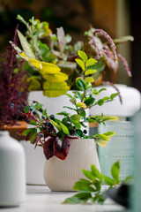 Indoor plants arranged in various pots on a table in bright light. Green plants in different pots sit on a table in bright light. The sunlight highlights their leaves and colors.