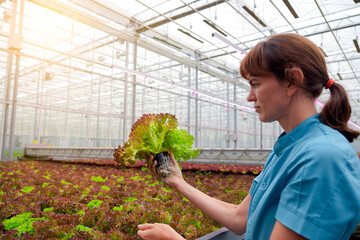 Side view of a female agricultural worker in a blue uniform inspecting a fresh head of red green lettuce. She is in a large, modern hydroponic greenhouse with bright, warm lighting. Modern farming.