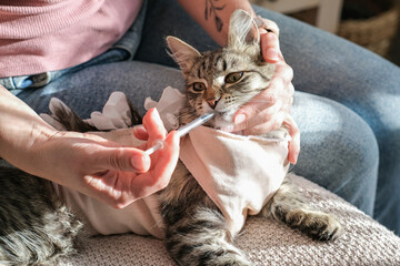 Person carefully administers liquid medicine via syringe to tabby cat in recovery suit after her spay surgery. Concept: nursing a sick pet at home, veterinary medication, responsible animal ownership
