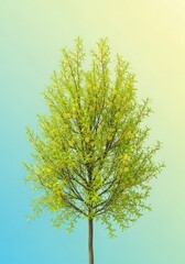 Fototapeta premium Vibrant new green foliage and delicate yellow catkins emerging on a weeping willow tree, symbolizing growth and the renewal of early spring, detail, budding, tree