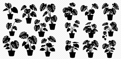 Set of various potted monstera plants, tropical houseplant silhouettes in black, isolated on a white background, for home decor and interior design. © Akun
