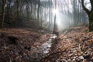Sunbeams through misty winter forest &mdash; small creek in a leaf‑covered ravine