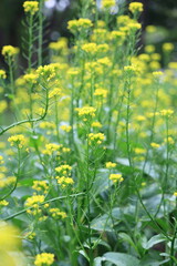 Obraz premium Chinese Flowering Cabbage has yellow flowers clusters that rise up high. Choy Sum in full bloom in organic vegetable garden. Brassica rapa L. The leafy vegetable in cabbage family. Popularly eaten 