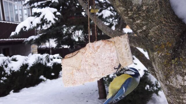  Great tits, Parus major feeding on pork fatback in snowy winter garden 