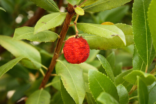 Arbutus unedo, strawberry tree