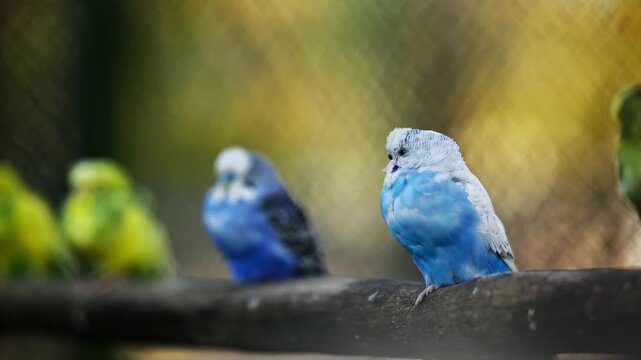 Flock Of Budgerigar Parrots Sits In A Row On A Branch
