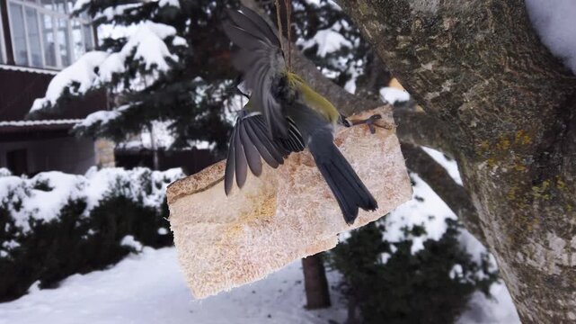 Great tits, Parus major feeding on pork fatback in snowy winter garden 