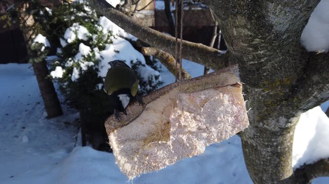  Great tits, Parus major feeding on pork fatback in snowy winter garden 