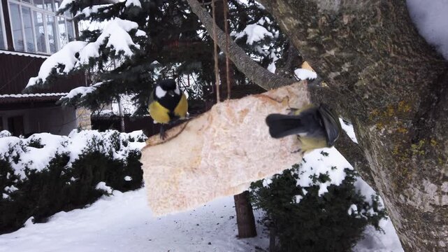  Great tits, Parus major feeding on pork fatback in snowy winter garden 