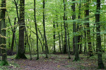 Fototapeta premium A dense deciduous forest with tall trees and lush green foliage creates a cozy natural panorama. Sunlight filters through the canopy, highlighting the freshness of summer nature and the peaceful atmos